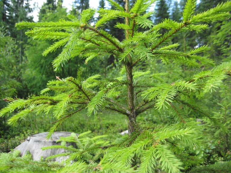 Koivumäki jatkaa Metsäpalvelutyönantajien puheenjohtajana – Metsälehti 20.11.2025