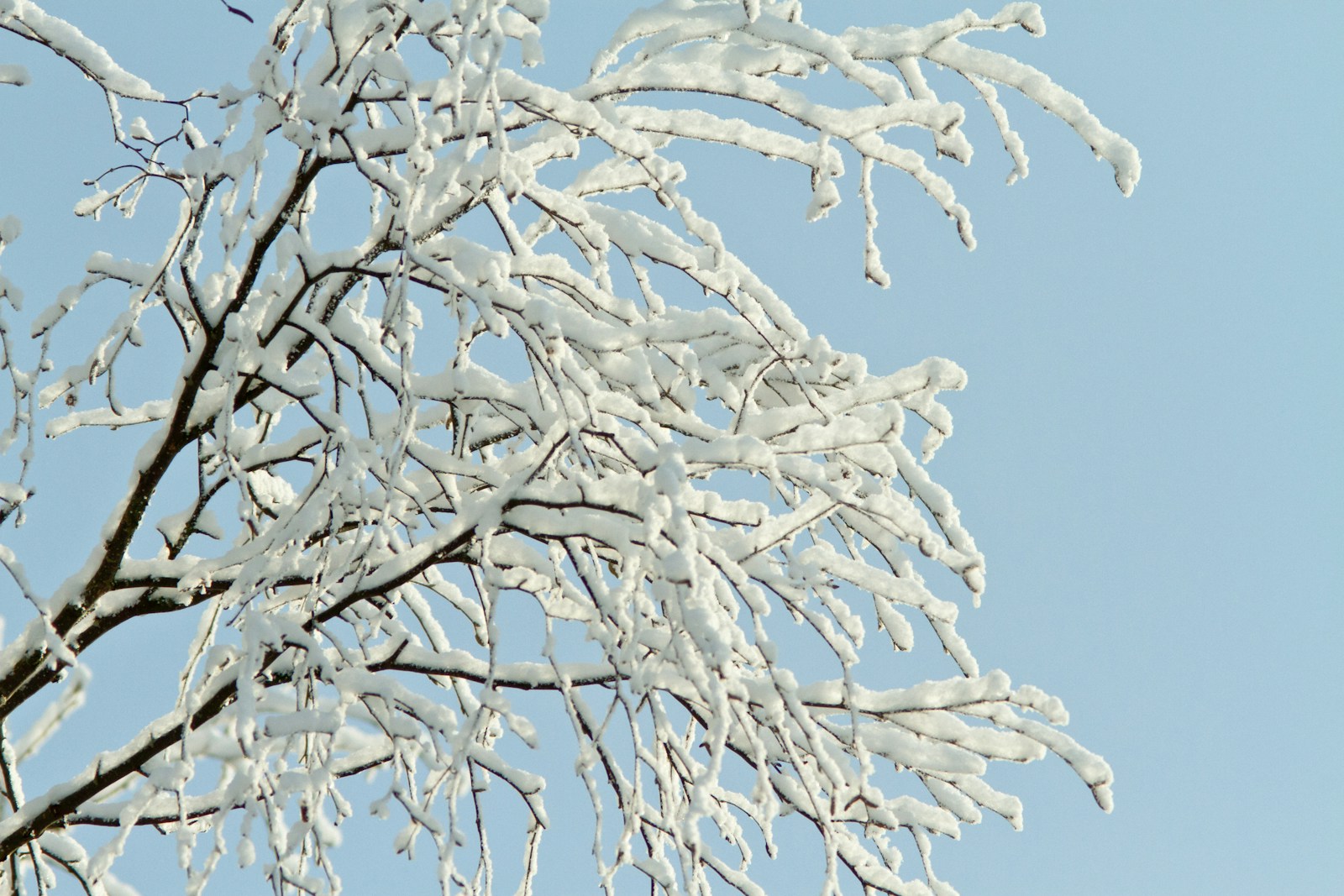 white snow on tree branch